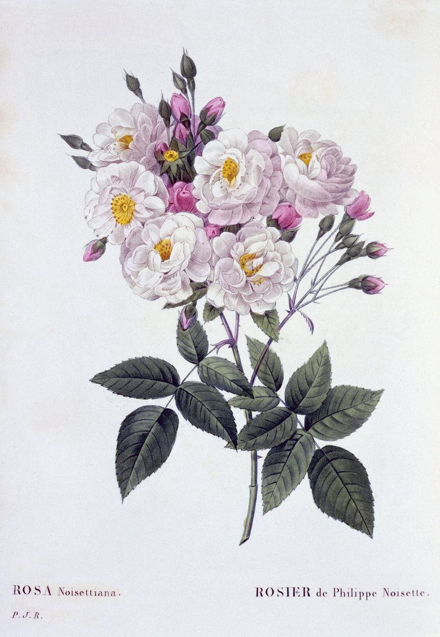 रोजा नोइसेटियाना, 1824-26 (स्टिपल एनग्रेविंग) प्रकाशित द्वारा पियरे जोसेफ रेडाउट