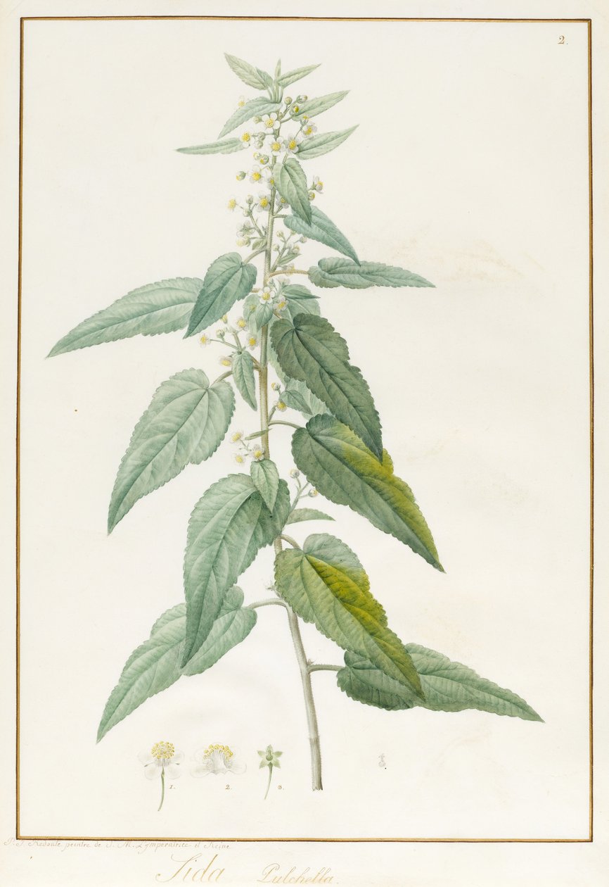सीदा पुलचेला (वेल्लम पर ग्रेफाइट और डब्ल्यूसी) द्वारा पियरे जोसेफ रेडाउट