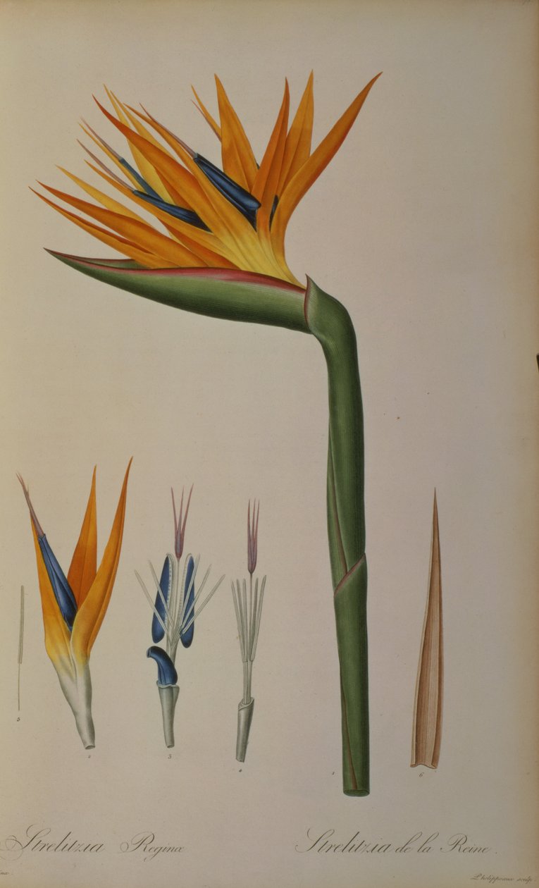 Strelitzia "लेस STRELITZIACEAE से &39; द्वारा पियरे जोसेफ रेडाउट