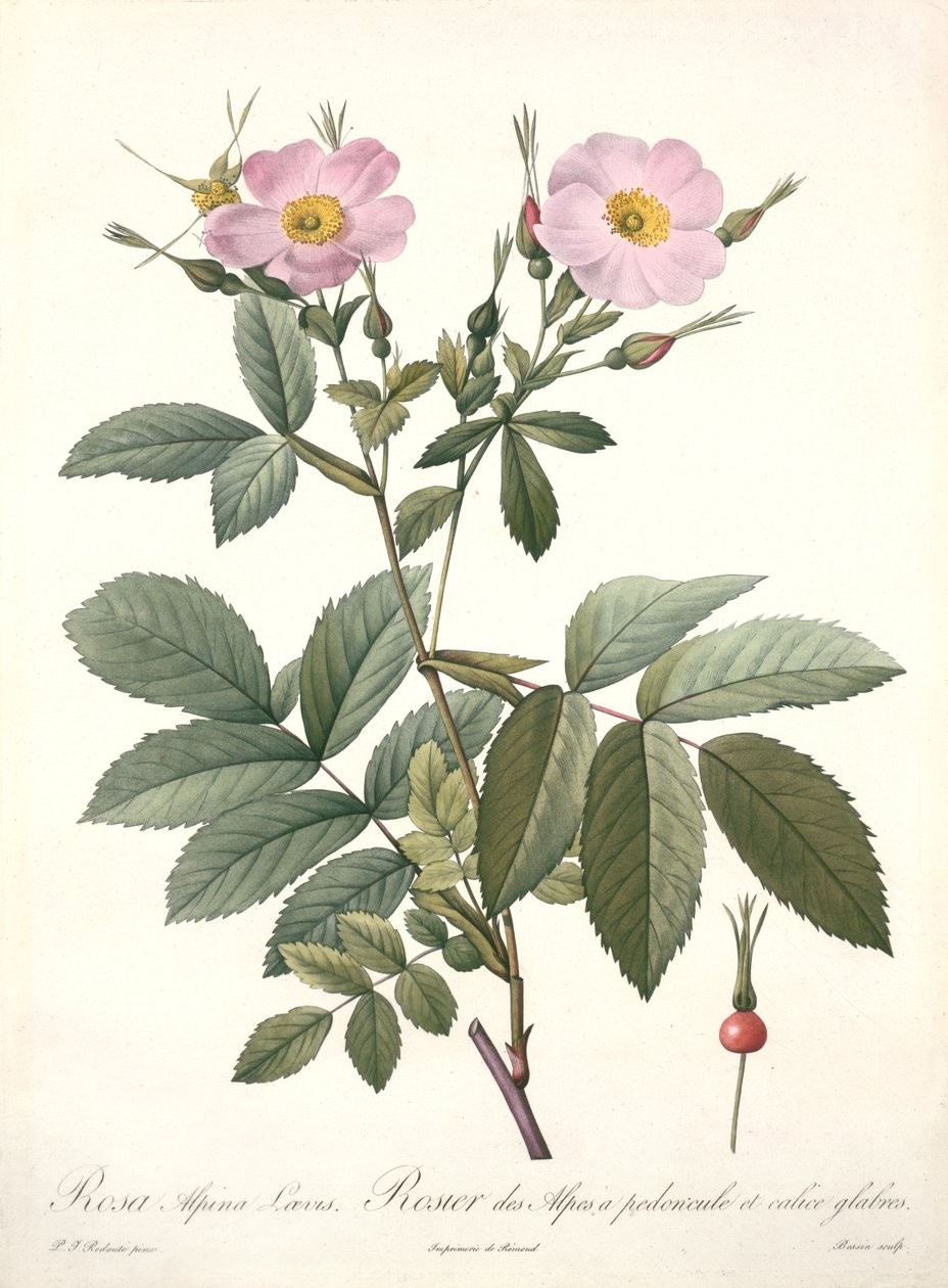 रोजा अल्फिना लाविस, बेसिल द्वारा उत्कीर्ण, &39;लेस रोजेज&39;, 1817-24 (रंगीन जलीय) से द्वारा पियरे जोसेफ रेडाउट