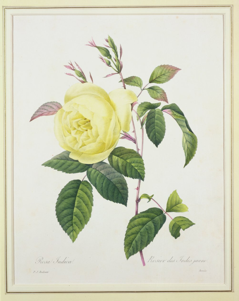 रोज़ा इंडिका, 1827 के &39;चॉइस ऑफ़ द मोस्ट ब्यूटीफुल फ्लावर्स&39; से बेसीन द्वारा उकेरा गया द्वारा पियरे जोसेफ रेडाउट