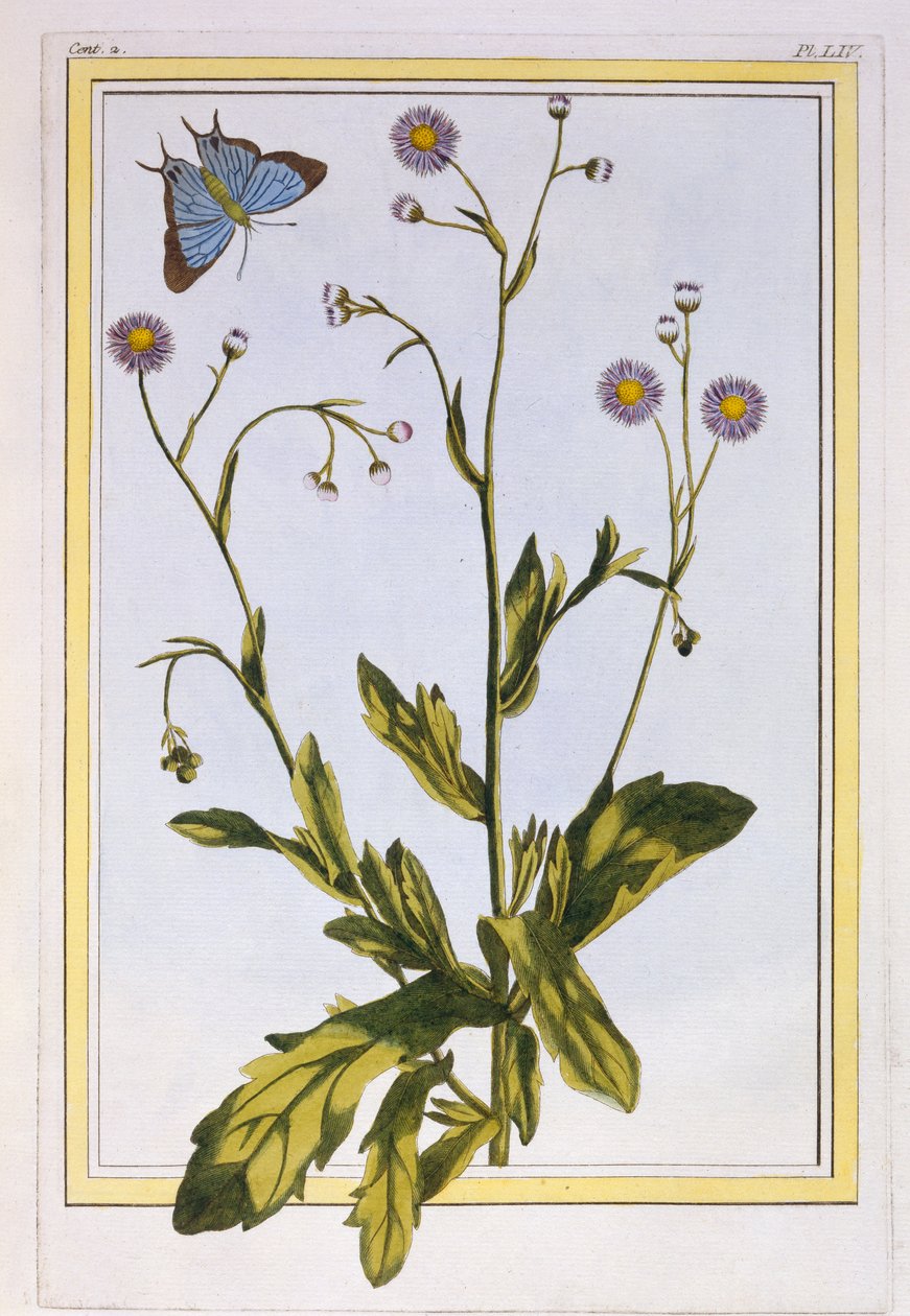 L&39;Erigeron de Philadelphie (कैनेडियन फ्लेबैने), c.1776 (हाथ से सजी नक्काशी) द्वारा पियरे जोसेफ बुकोज़ो