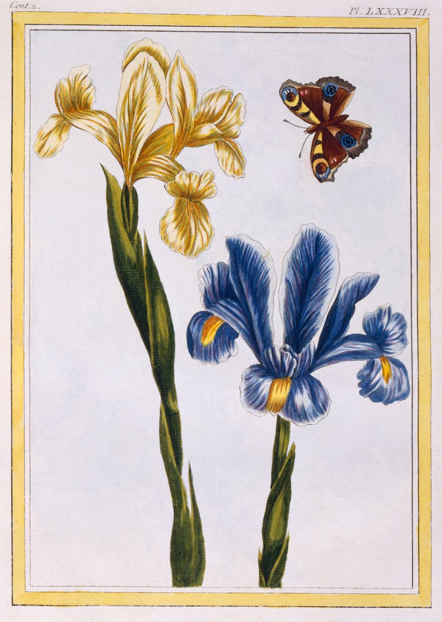 येलो और वायलेट इरीज़, c.1776 (हाथ से रंग की नक्काशी) द्वारा पियरे जोसेफ बुकोज़ो