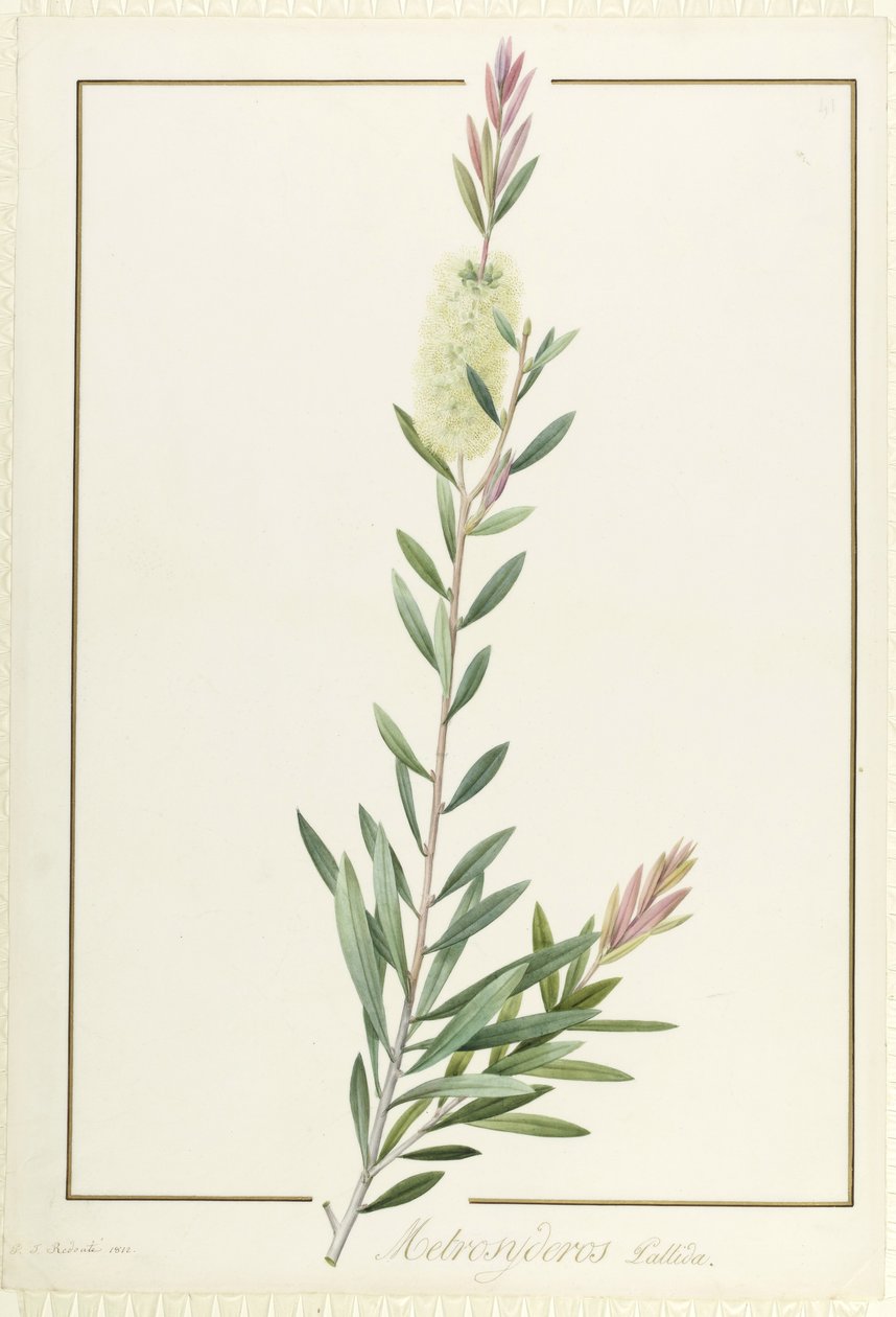 Metrosyderos Pallida, 1812 (wc और bodycolour ओवर ग्रेफाइट ऑन वेल्लम) द्वारा पियरे जोसेफ रेडाउट
