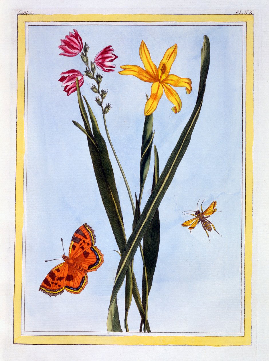 दक्षिण अमेरिकी Ixia, पब। 1776. द्वारा पियरे जोसेफ बुकोज़ो