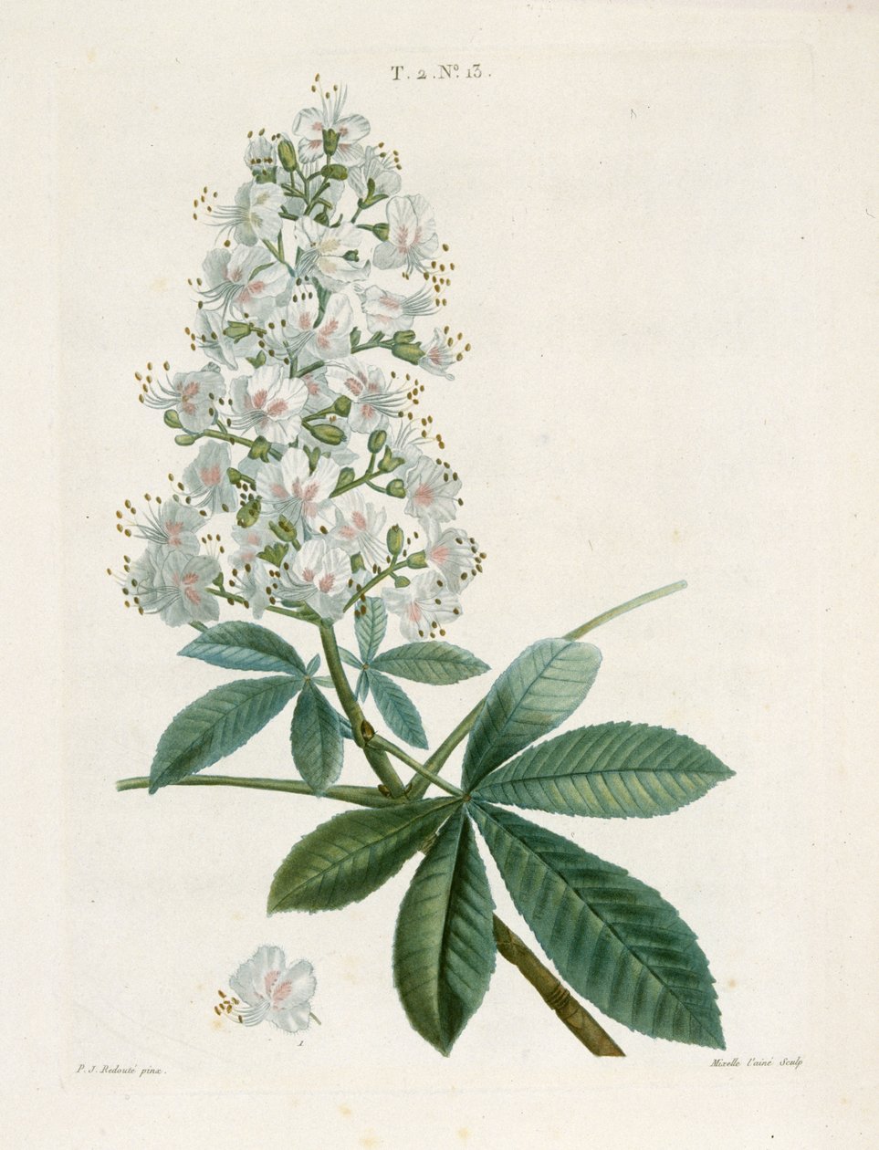 एस्कुलस हिप्पोकैस्टोरम, हॉर्स-चेस्टनट, c1800-1830। द्वारा पियरे जोसेफ रेडाउट