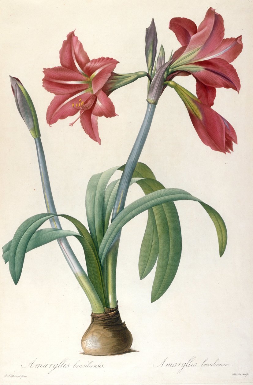 Amaryllis brasiliensis ब्राज़ीलियाई Amaryllis। द्वारा पियरे जोसेफ रेडाउट