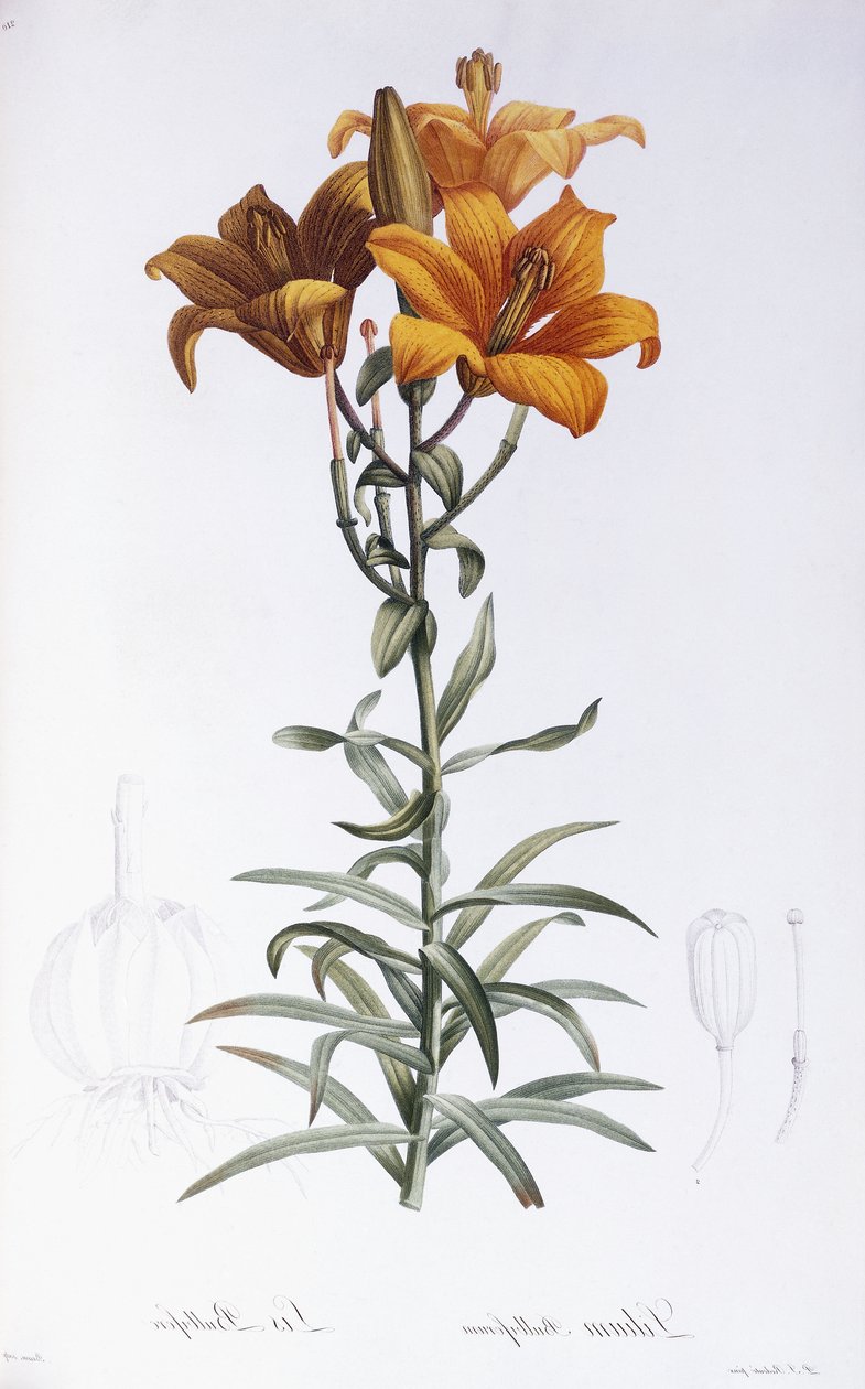 लिलियम davidii द्वारा पियरे जोसेफ रेडाउट