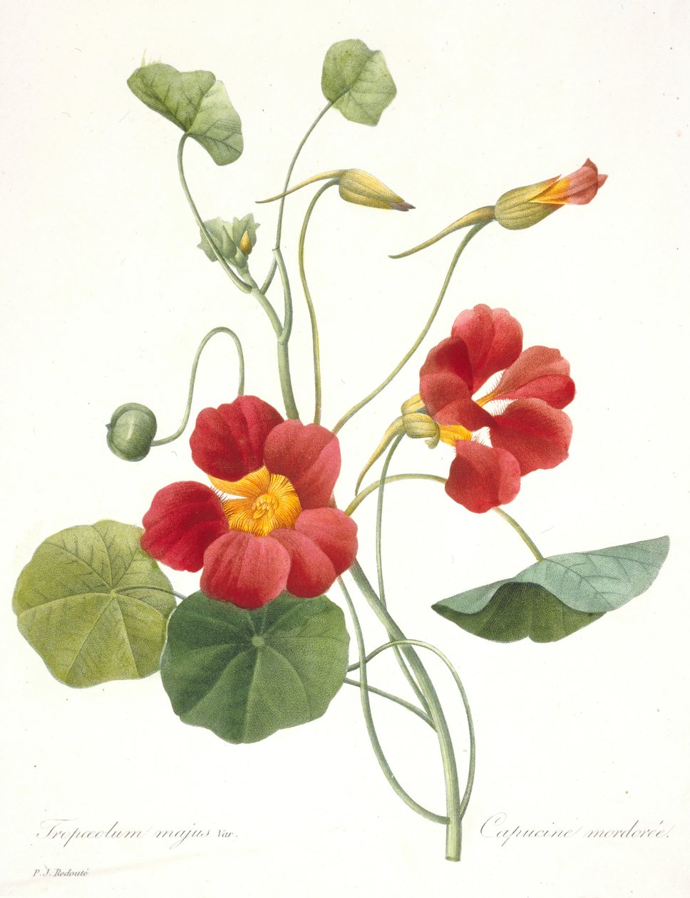 Tropaeolum majus गार्डन नास्टर्टियम, 1827। द्वारा पियरे जोसेफ रेडाउट