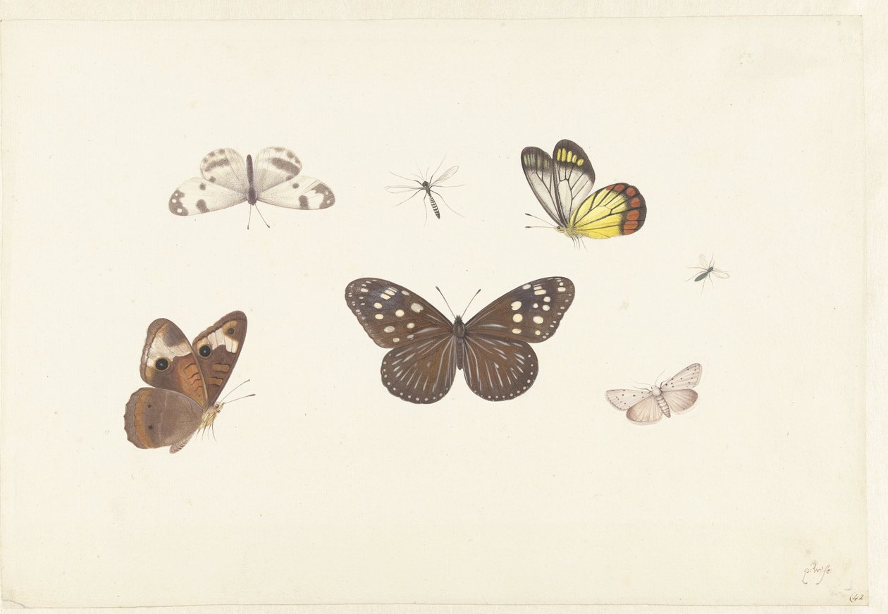  द्वारा Pieter Withoos