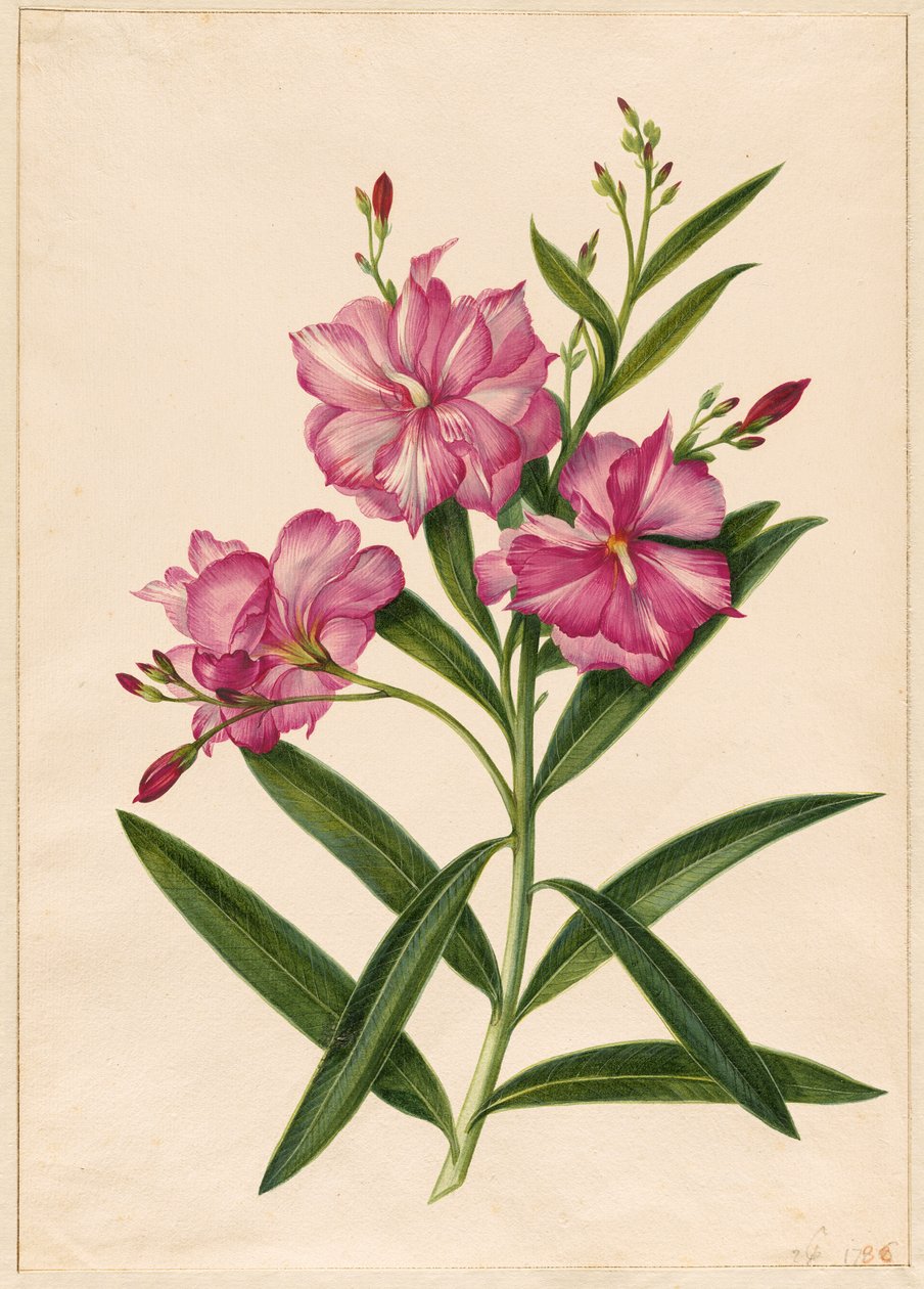  द्वारा Pieter Withoos