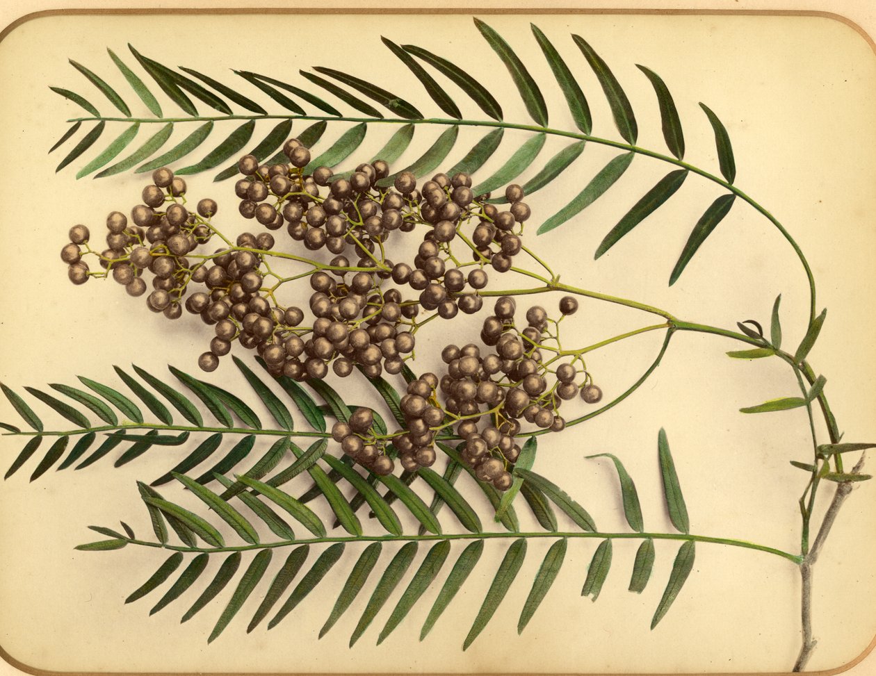 बैंगनी फूल, 1870 (एल्बम प्रिंट) द्वारा पिएत्रो गाइडि