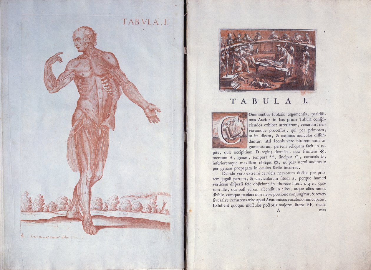 तालिका Anatomicæ, रोम, 1788 से 1 प्लेट द्वारा पिएत्रो दा कोर्टोना