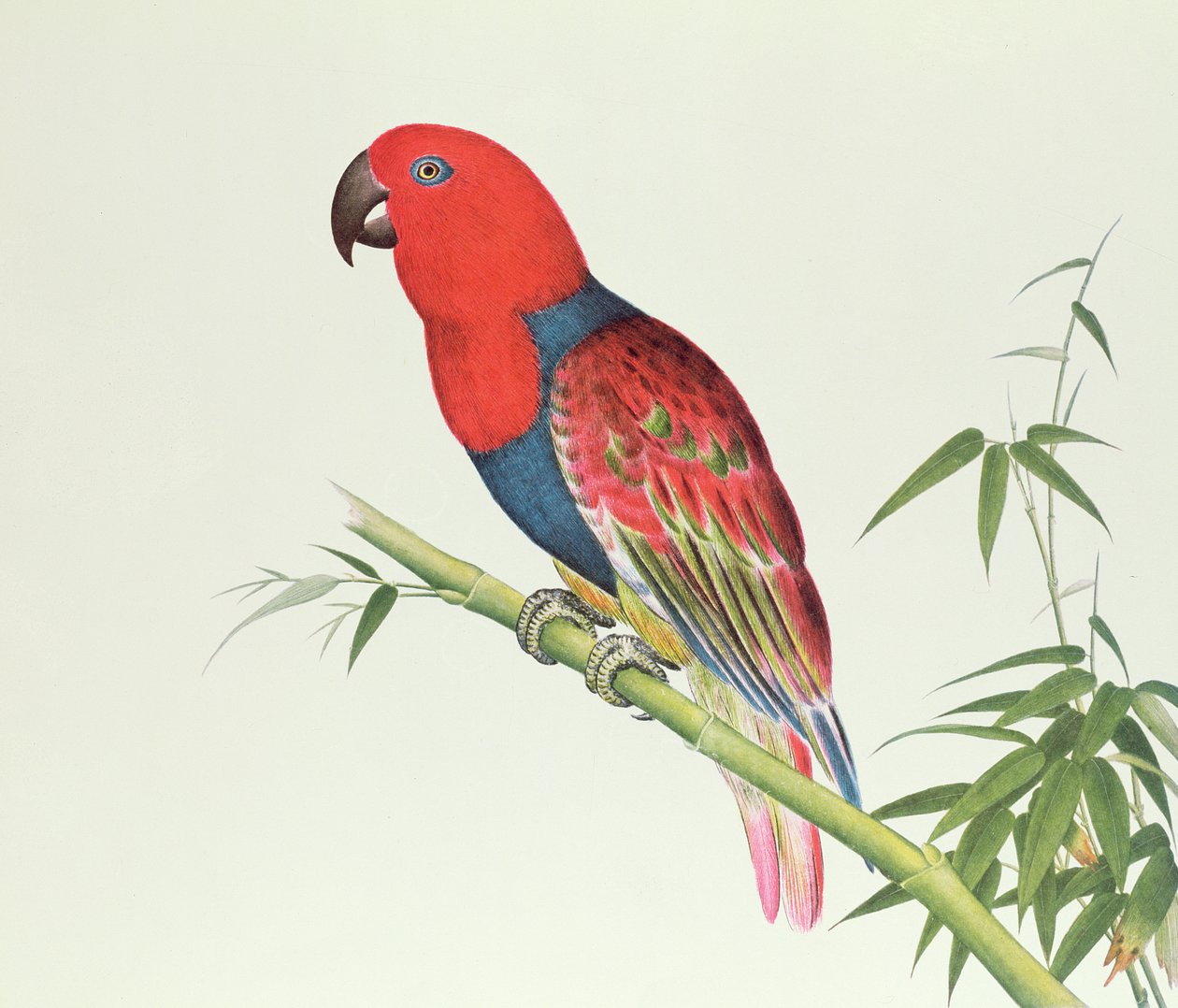 इलेक्टस पैरट, एक बांस की शूटिंग पर, चिएन-फेफड़े की अवधि (1736-96) (कागज पर रंग) द्वारा किंग राजवंश चीनी स्कूल