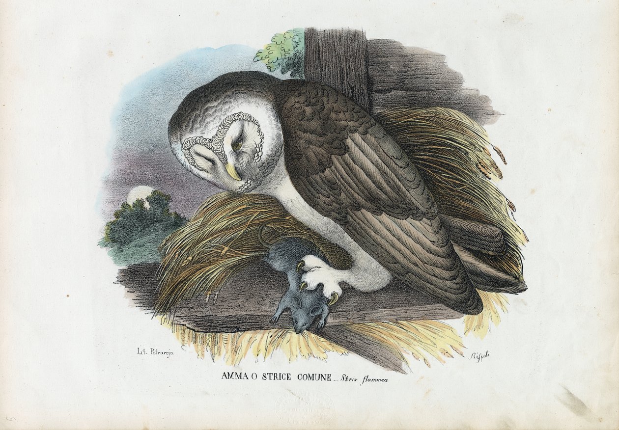 बच्चे उल्लू, 1863-79 द्वारा रायमुंडो पेट्रारोइया