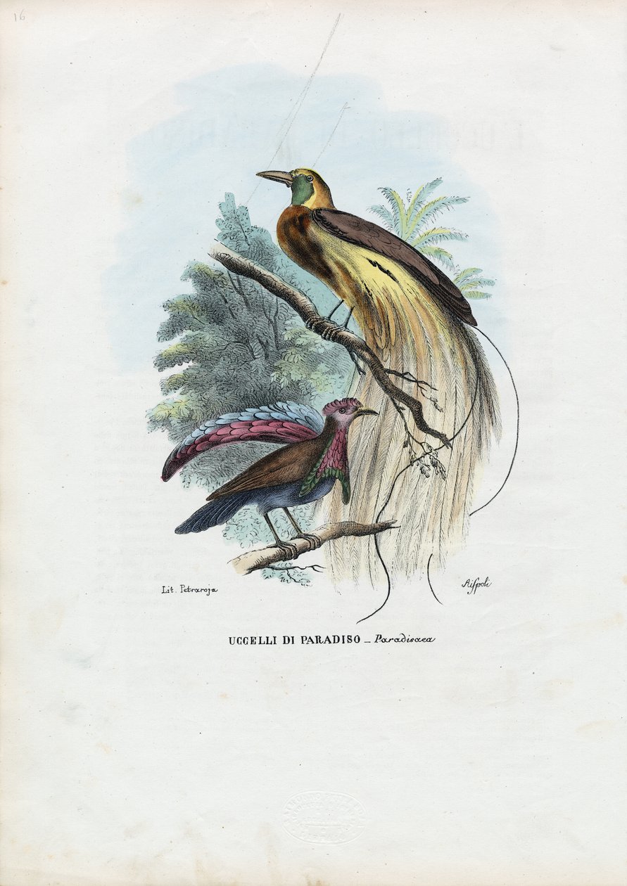 बर्ड ऑफ पैराडाइज, 1863-79 द्वारा रायमुंडो पेट्रारोइया