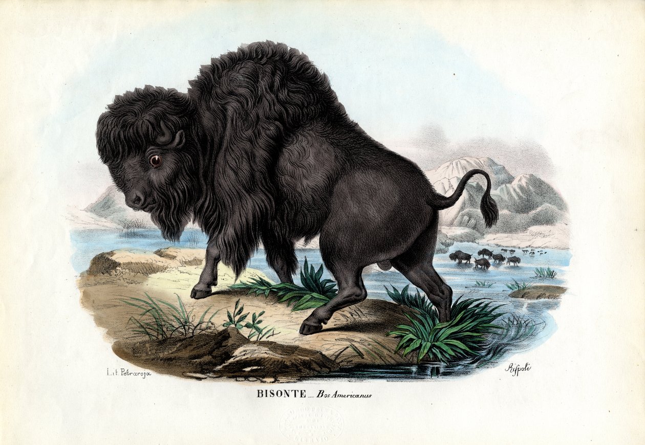 बाइसन, 1863-79 द्वारा रायमुंडो पेट्रारोइया