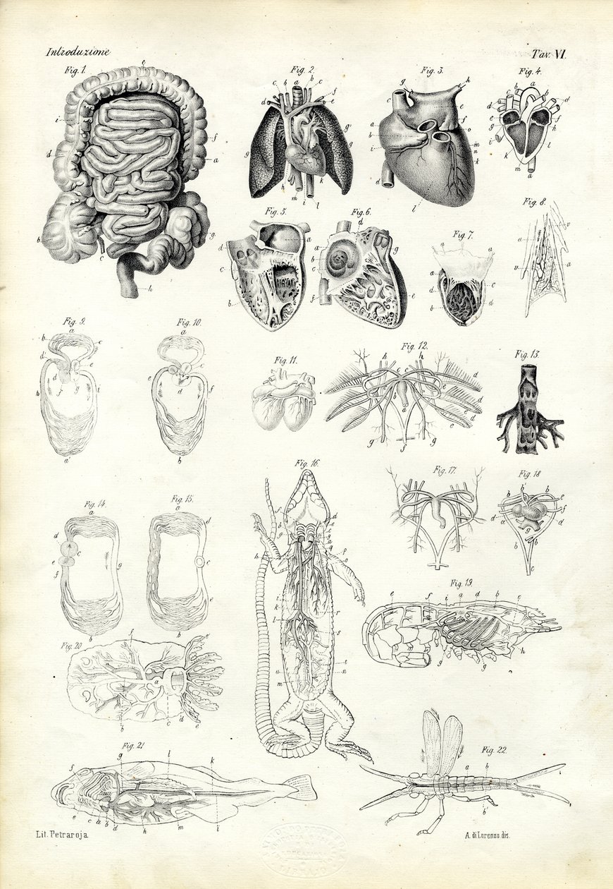 रक्त प्रणाली, 1863-79 द्वारा रायमुंडो पेट्रारोइया