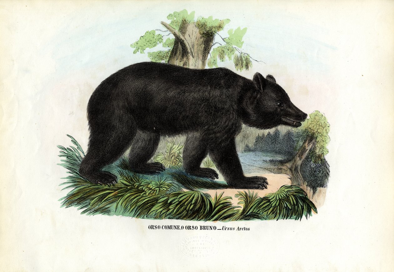 ब्राउन भालू, 1863-79 द्वारा रायमुंडो पेट्रारोइया