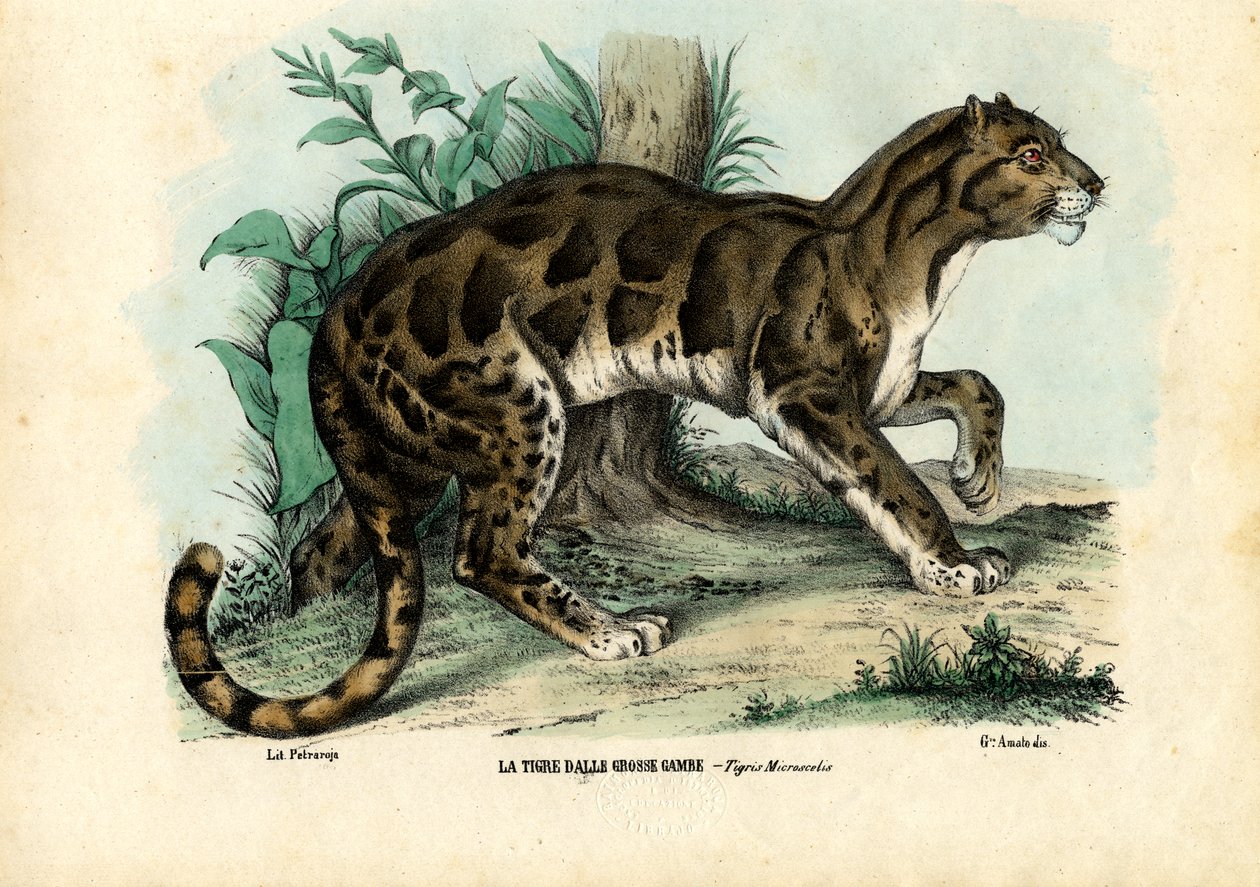 क्लाउडेड लेपर्ड, 1863-79 द्वारा रायमुंडो पेट्रारोइया