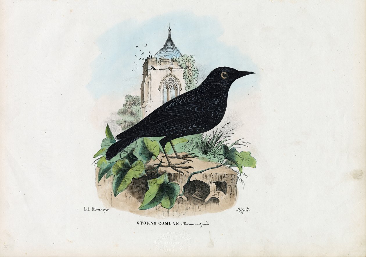 कॉमन स्टारलिंग, 1863-79 द्वारा रायमुंडो पेट्रारोइया