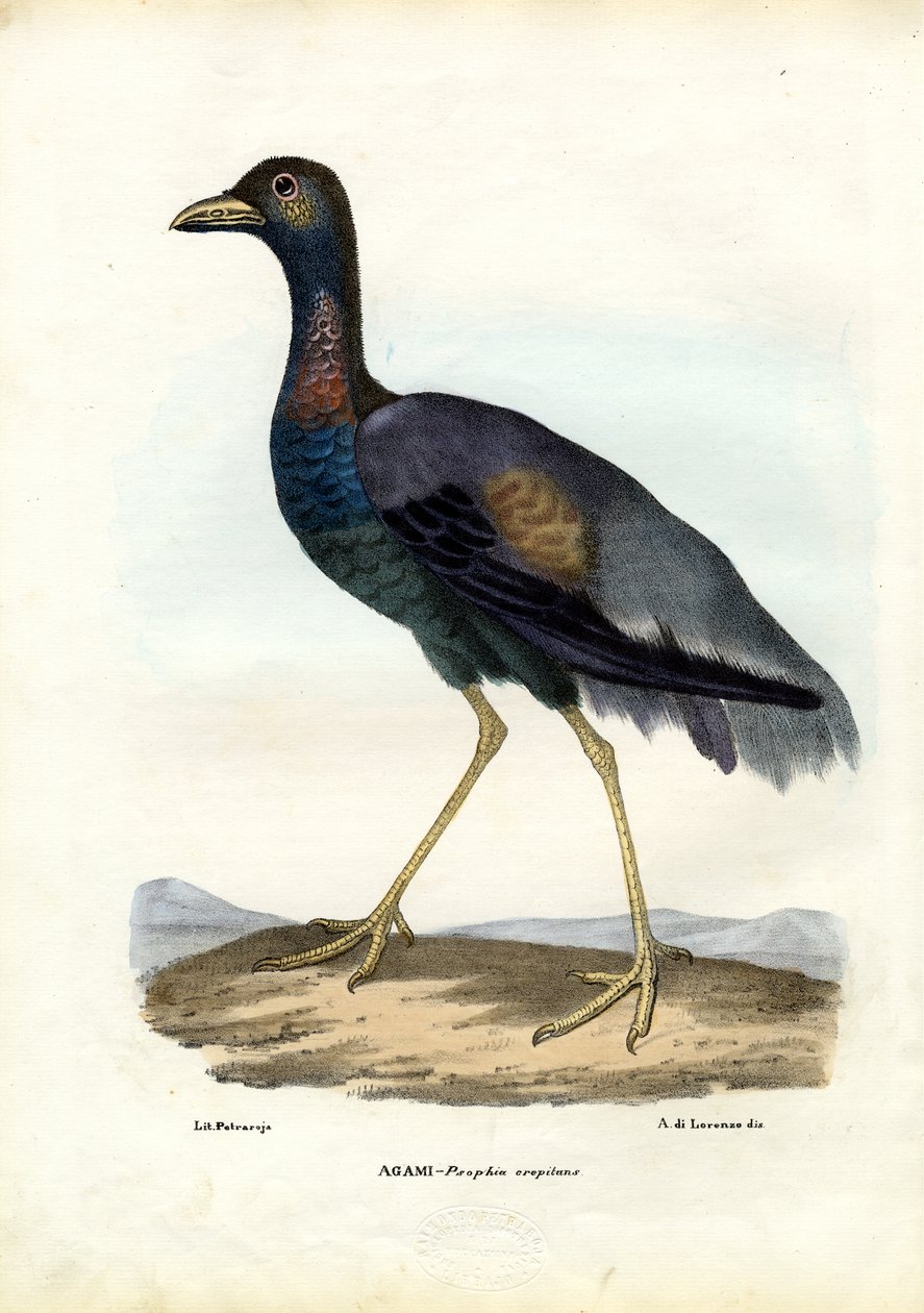 डार्क-विंग्ड ट्रम्पेटर, 1863-79 द्वारा रायमुंडो पेट्रारोइया