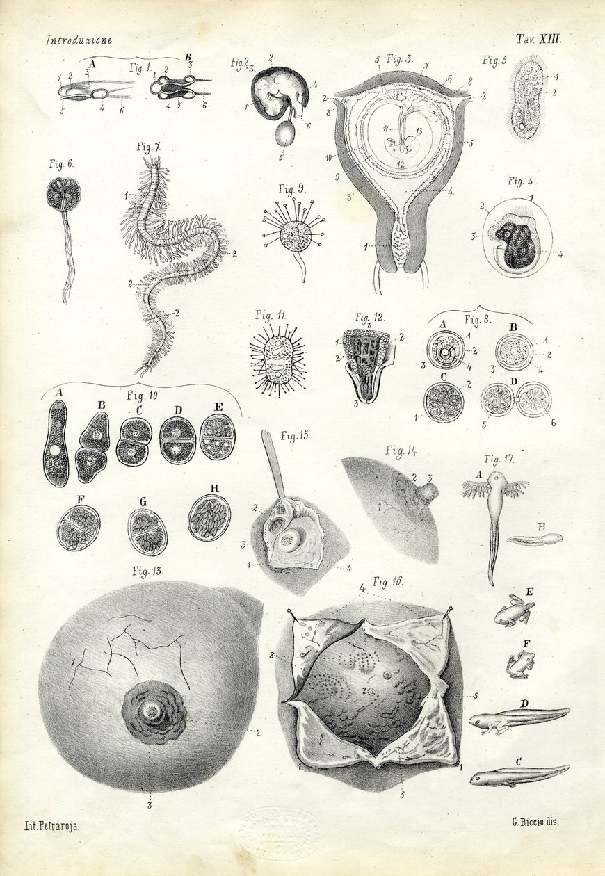विकास, 1863-79 द्वारा रायमुंडो पेट्रारोइया