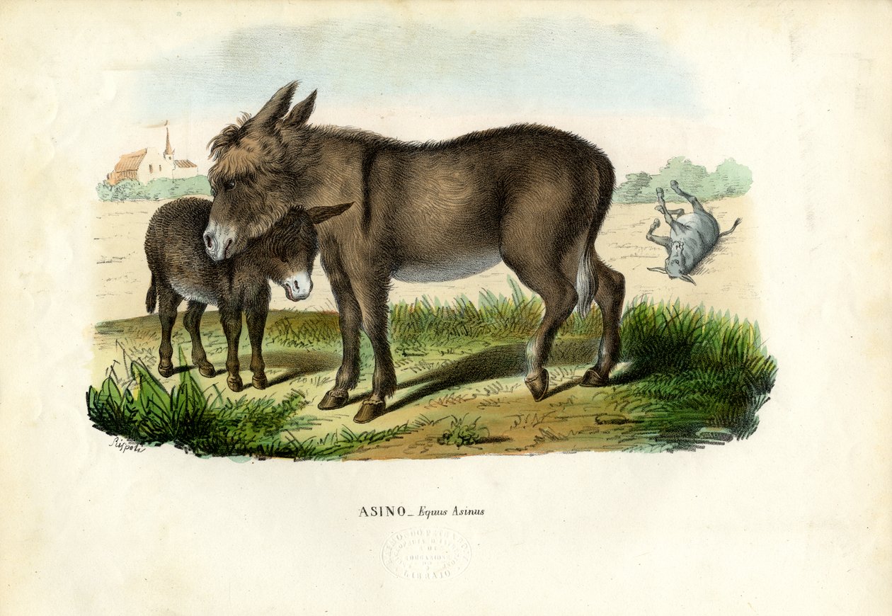 गधा, 1863-79 द्वारा रायमुंडो पेट्रारोइया