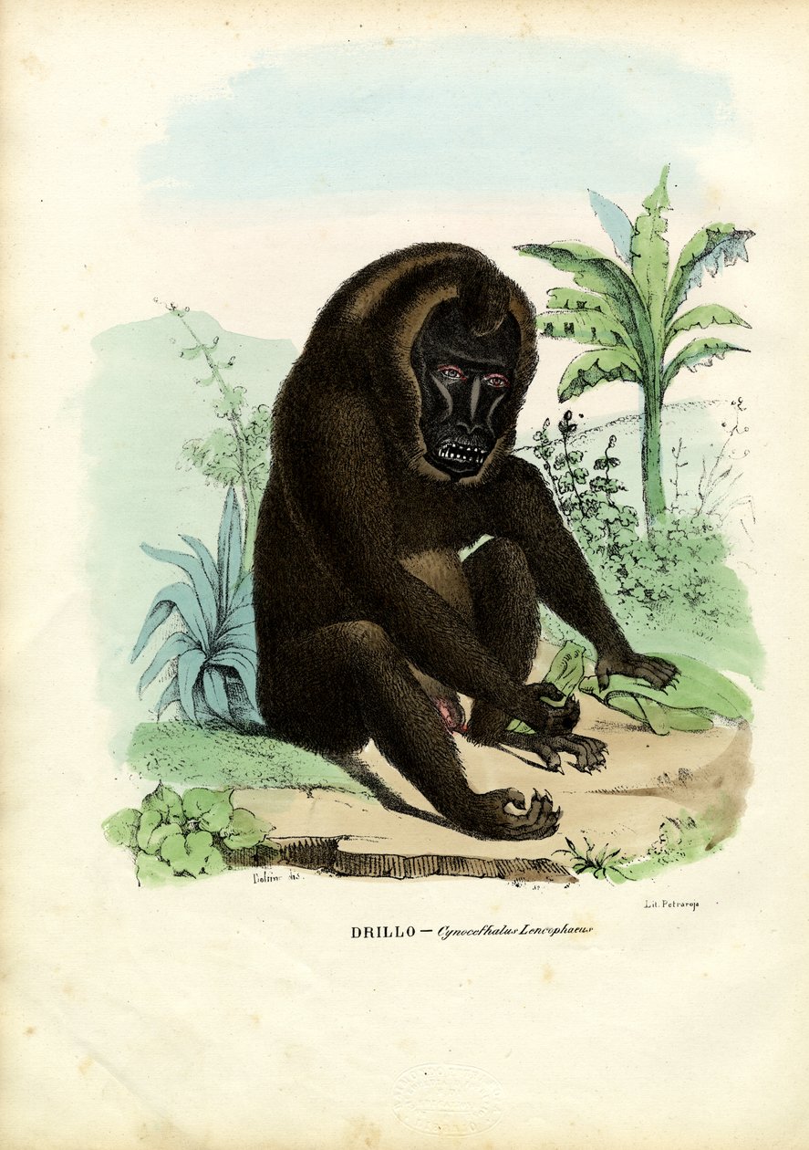 ड्रिल, 1863-79 द्वारा रायमुंडो पेट्रारोइया