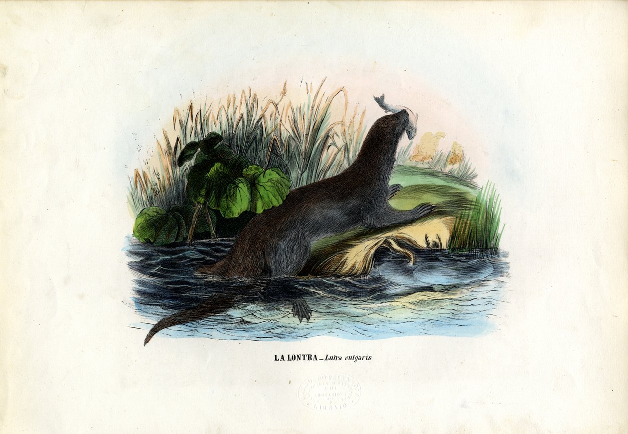 यूरेशियन रिवर ओटर, 1863-79 द्वारा रायमुंडो पेट्रारोइया