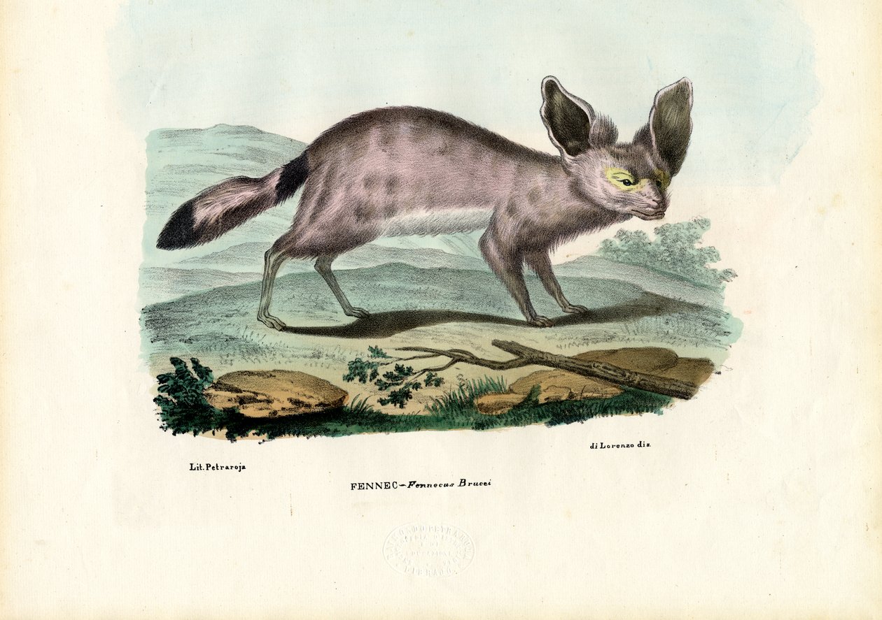 फेनेक, 1863-79 द्वारा रायमुंडो पेट्रारोइया
