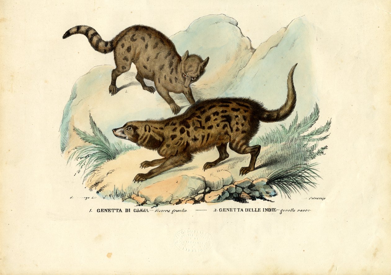 जेनेट, 1863-79 द्वारा रायमुंडो पेट्रारोइया