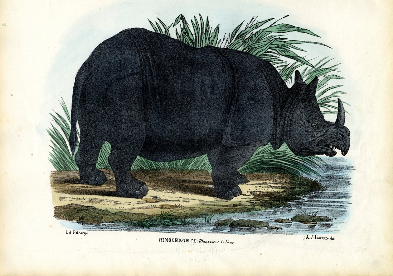 ग्रेटर वन-हॉर्नड गैंडा, 1863-79 द्वारा रायमुंडो पेट्रारोइया