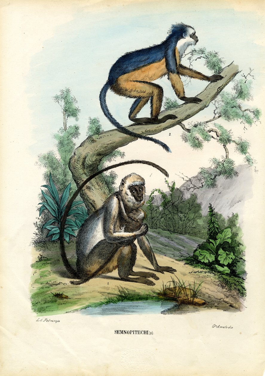 लैंगर्स, 1863-79 द्वारा रायमुंडो पेट्रारोइया