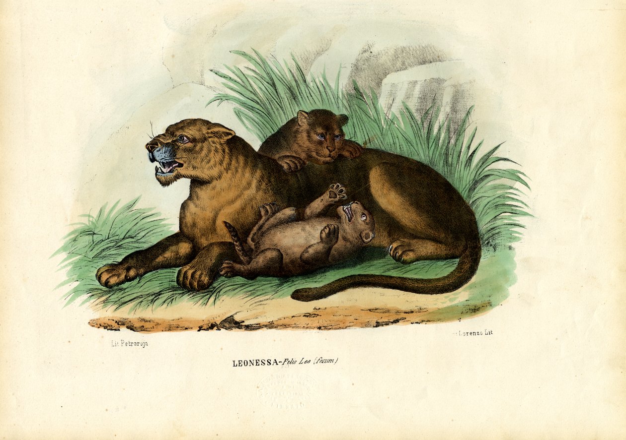 शेरनी विथ शावक, 1863-79 द्वारा रायमुंडो पेट्रारोइया