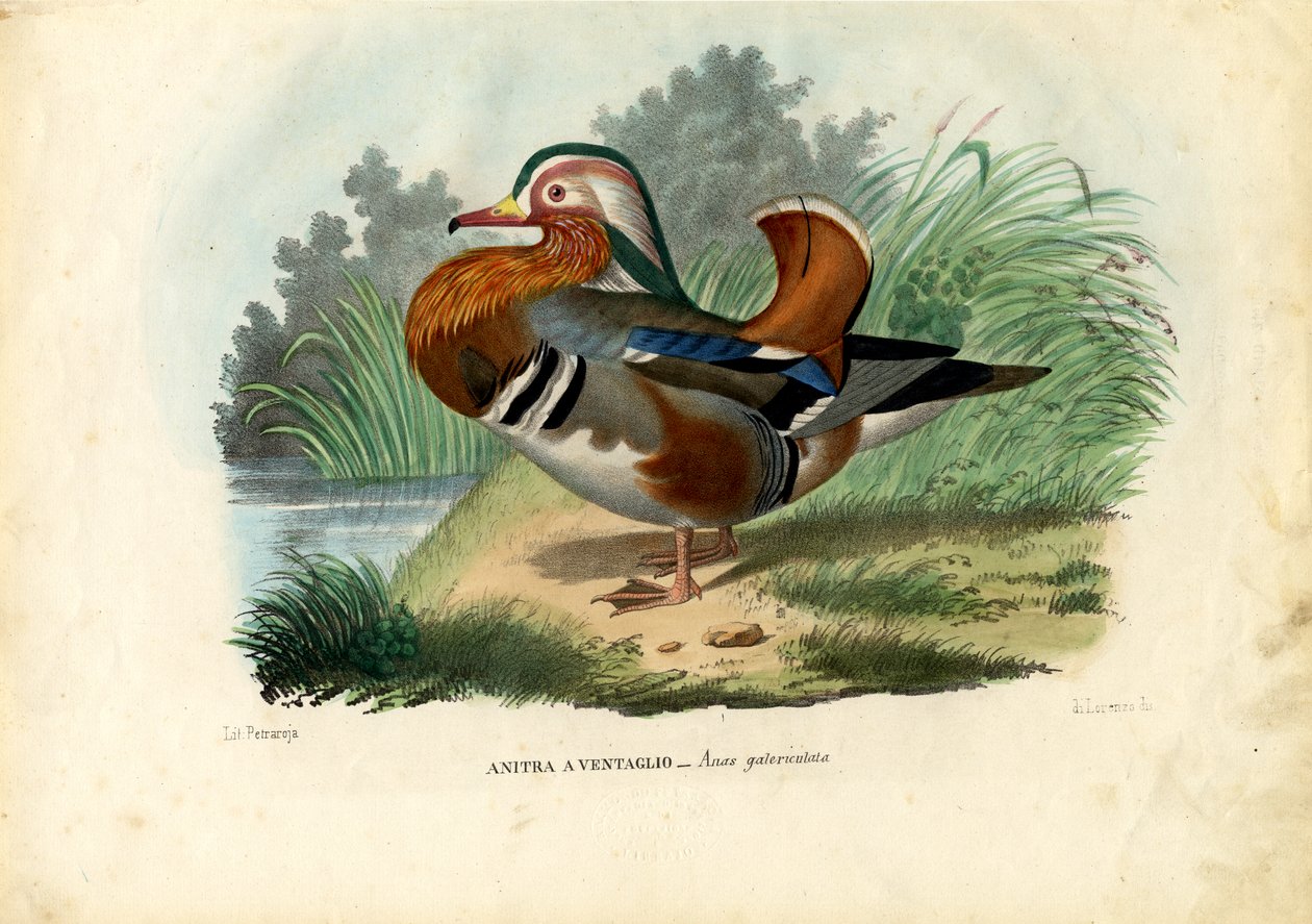 मंदारिन डक, 1863-79 द्वारा रायमुंडो पेट्रारोइया