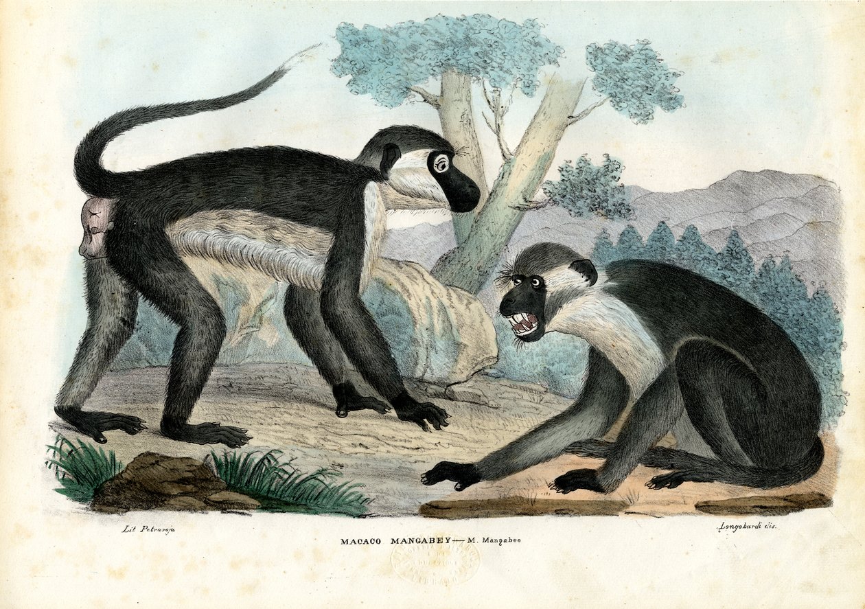मंगबी, 1863-79 द्वारा रायमुंडो पेट्रारोइया
