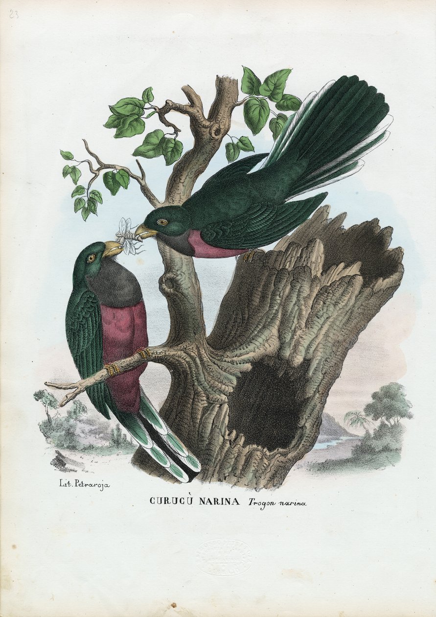 नरीना ट्रोगन, 1863-79 द्वारा रायमुंडो पेट्रारोइया