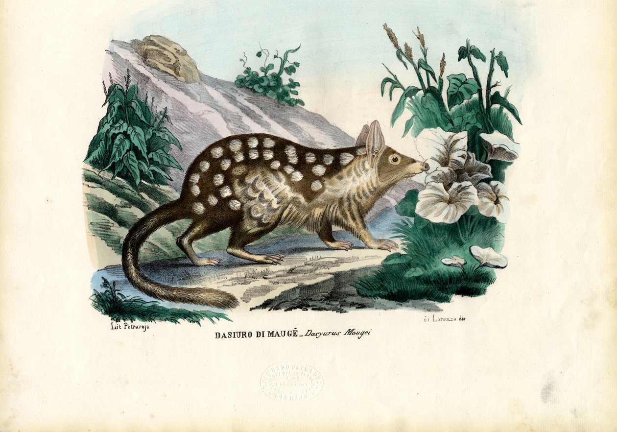 क्वोल, 1863-79 द्वारा रायमुंडो पेट्रारोइया