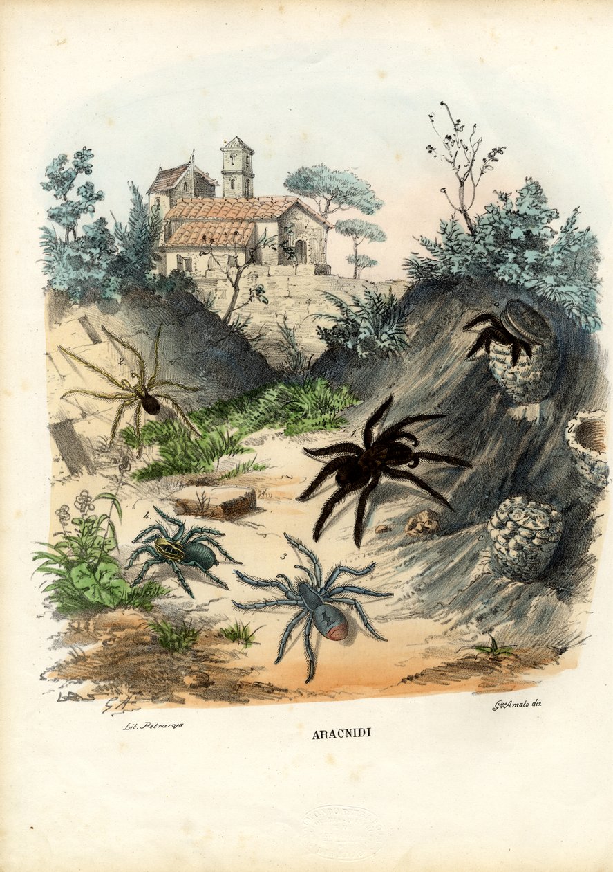 मकड़ियों, 1863-79 द्वारा रायमुंडो पेट्रारोइया
