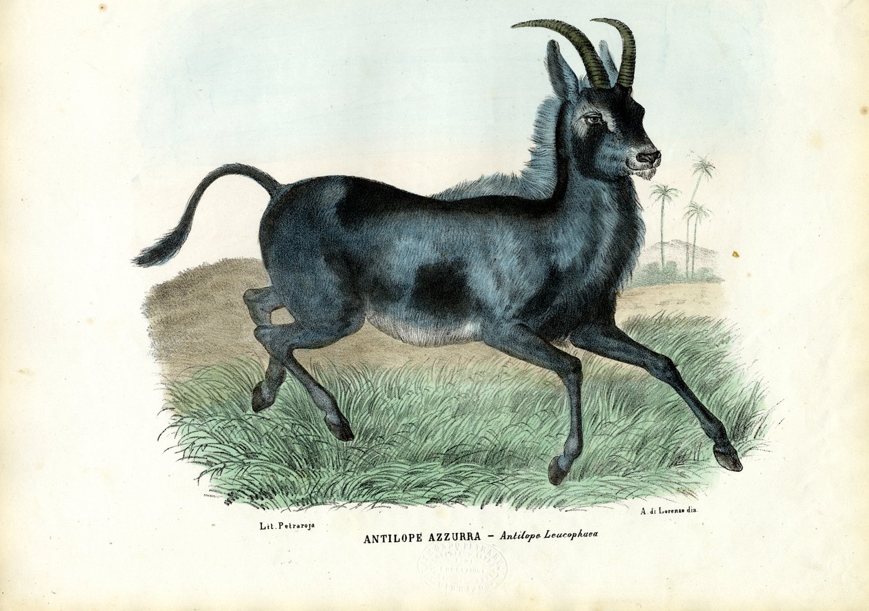 ब्लूबक, 1863-79 द्वारा रायमुंडो पेट्रारोइया