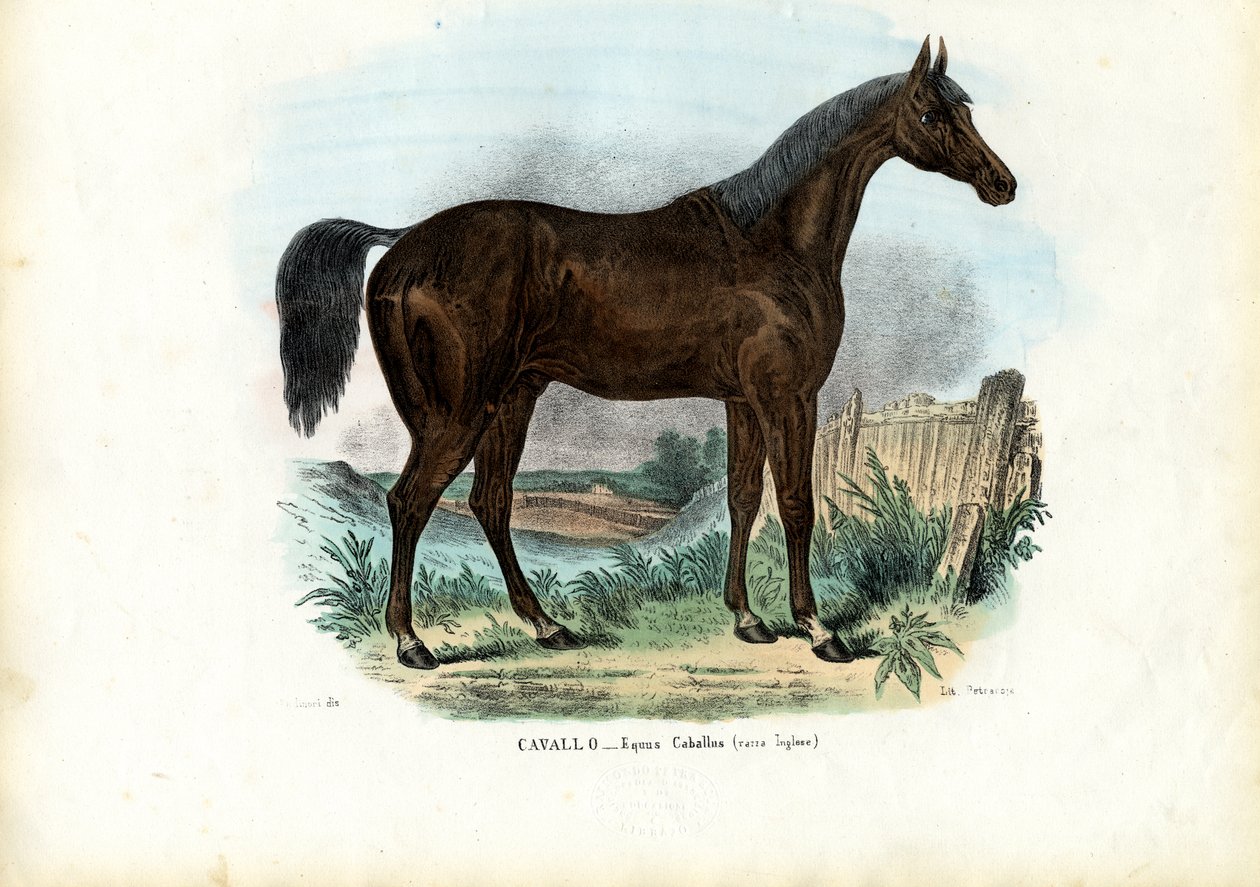 अंग्रेजी घोड़ा, 1863-79 द्वारा रायमुंडो पेट्रारोइया