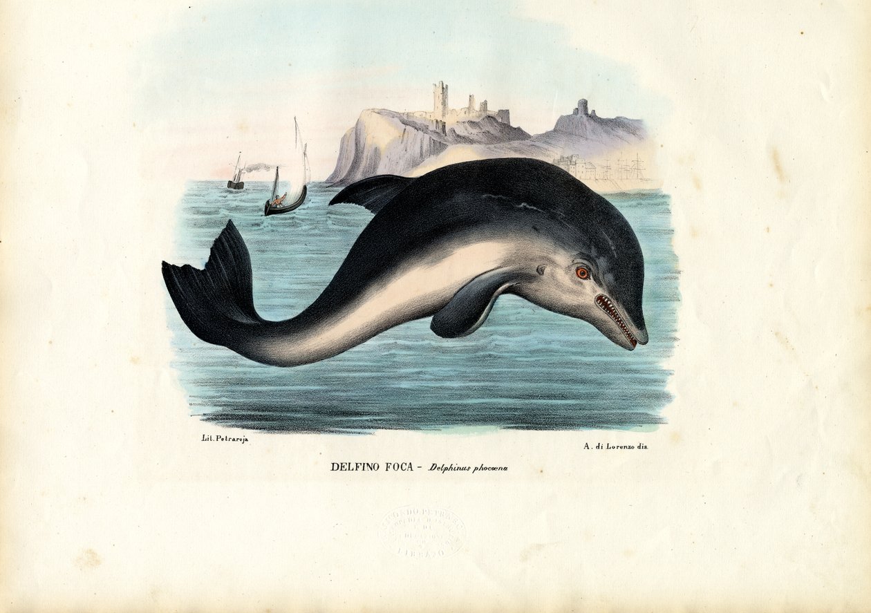 हार्बर पोरपॉइज़, 1863-79 द्वारा रायमुंडो पेट्रारोइया