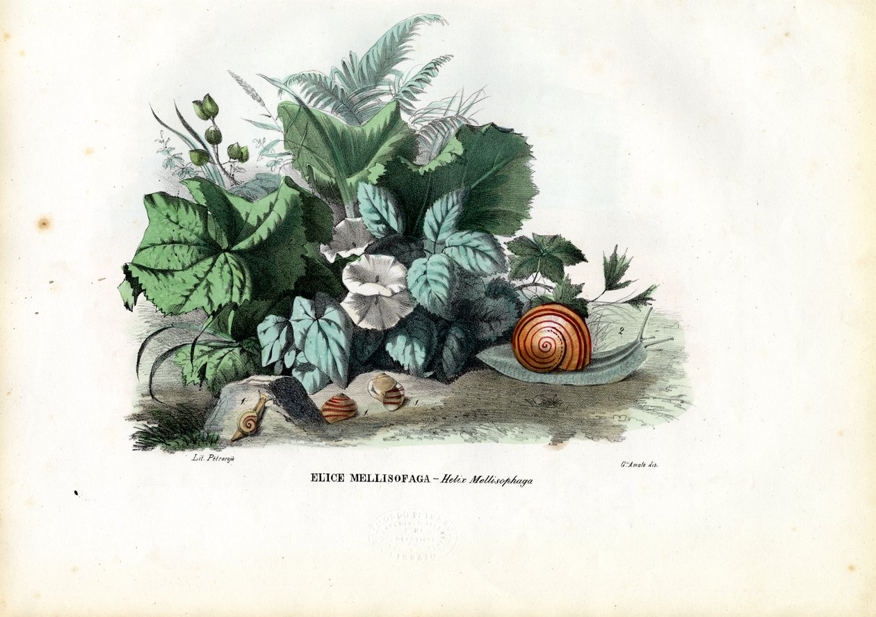 हेलिक्स घोंघे, 1863-79 द्वारा रायमुंडो पेट्रारोइया