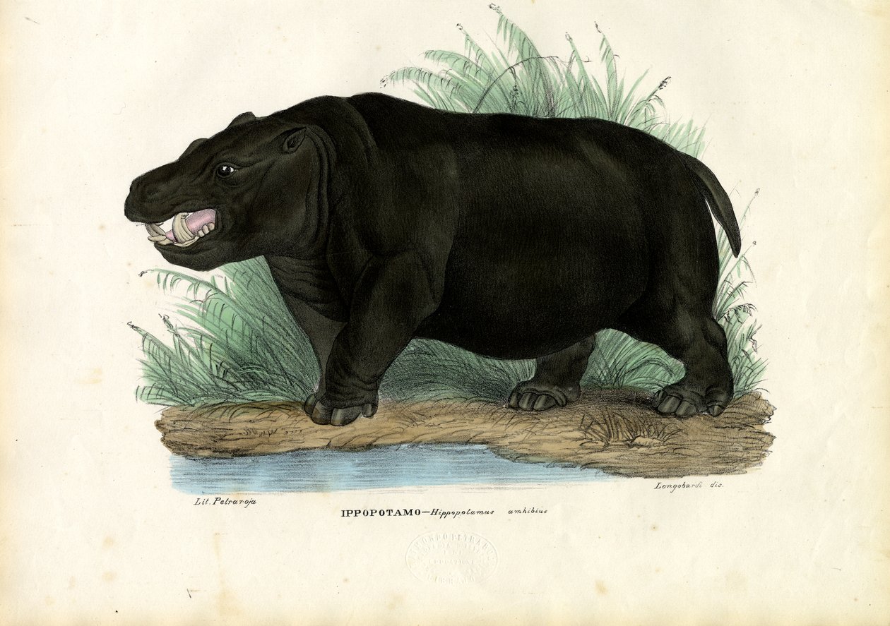 हिप्पो, 1863-79 द्वारा रायमुंडो पेट्रारोइया