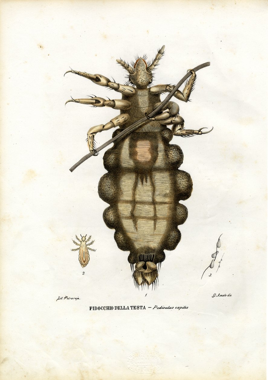 जूं, 1863-79 द्वारा रायमुंडो पेट्रारोइया
