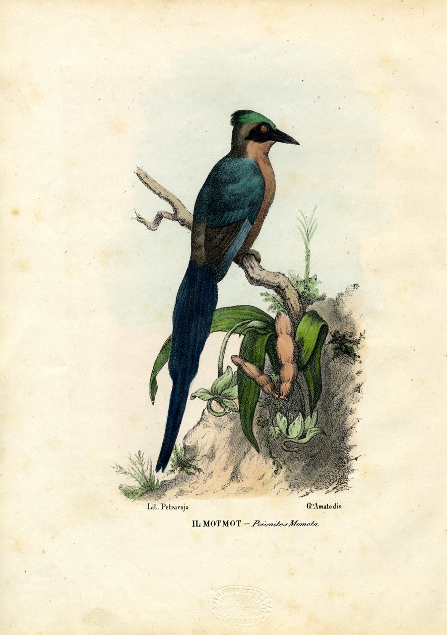 मोट्मोट, 1863-79 द्वारा रायमुंडो पेट्रारोइया