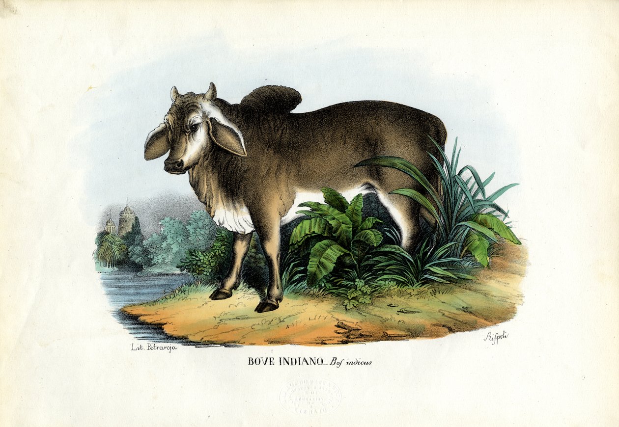 ज़ेबू, 1863-79 द्वारा रायमुंडो पेट्रारोइया