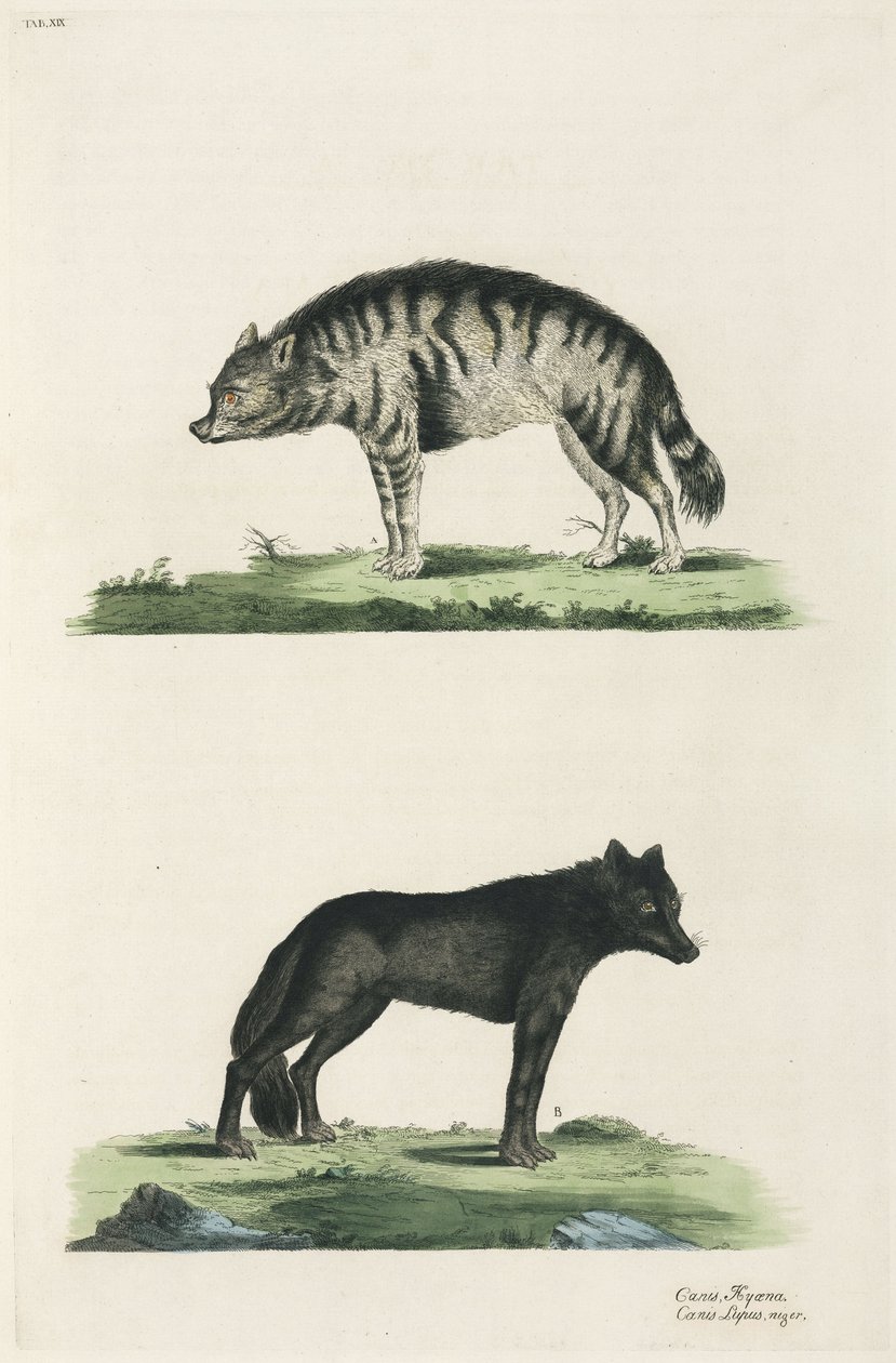 लकड़बग्घा और भेड़िया द्वारा रिचर्ड (बाद में) डड्डो