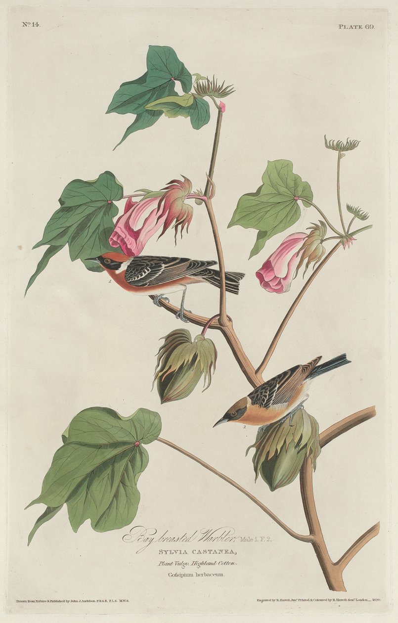 बे-ब्रेस्टेड वार्बलर, 1829। द्वारा रॉबर्ट हेवेल